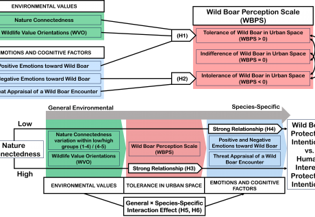 Conceptualisation of study hypothesis on predictors of urban wild boar tolerance (H1) and intolerance (H2); predictors of protection intention by species-specificity and between low (H3) and high (H4) nature connectedness groupings; and interaction effects between nature connectedness with emotions and cognitive factors on protection intentions for wild boar (H5) and human interest (H6)